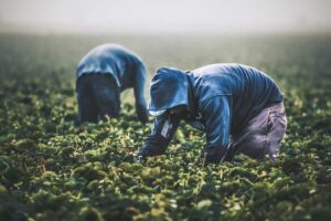 Trabajadores temporeros en el campo